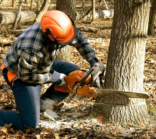Tree Removal in East Montpelier, VT